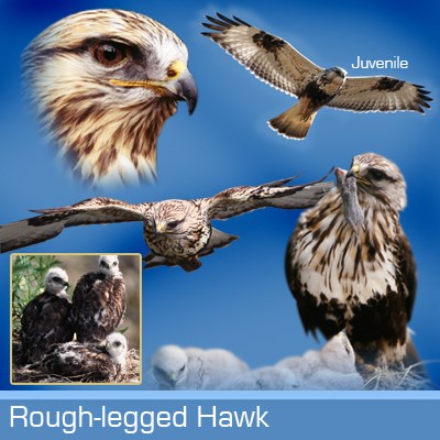 Rough Legged Hawk Hawk Mountain Sanctuary Learn Visit Join