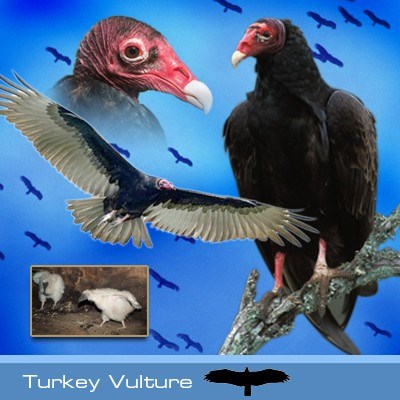 turkey vultures eating