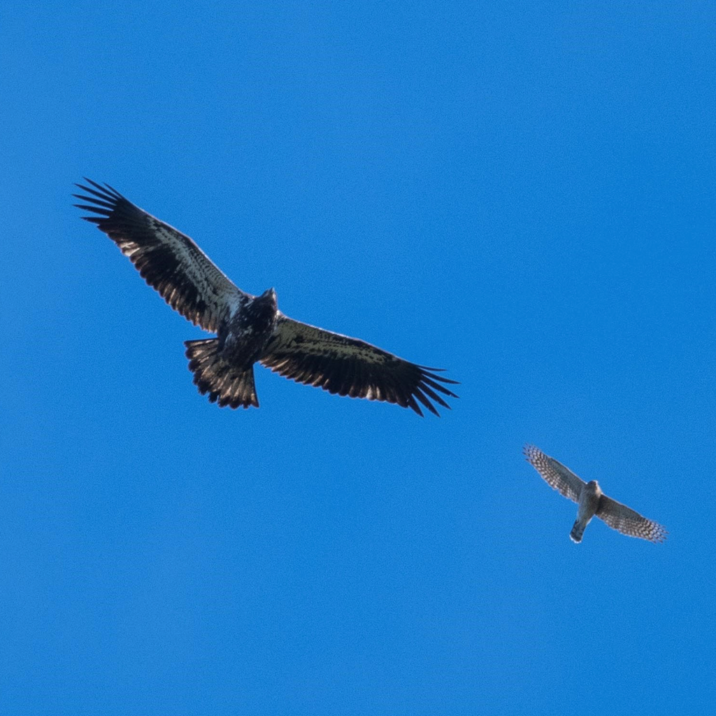 A Juvenile Bald Eagle Soars Beside a Cooper's Hawk 