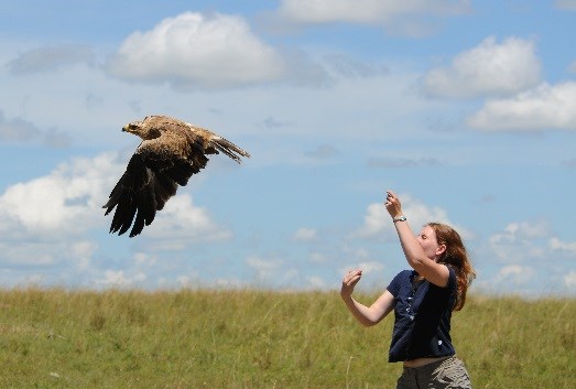 Bald Eagle  Hawk Mountain Sanctuary: Learn Visit Join