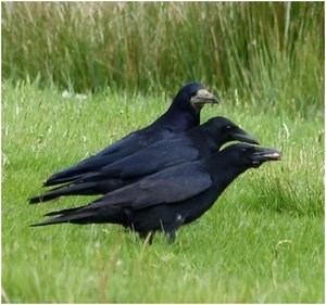 corvids