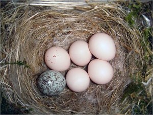 cowbird egg