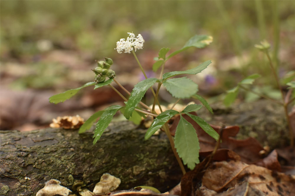 Dwarf Ginseng Blooming 