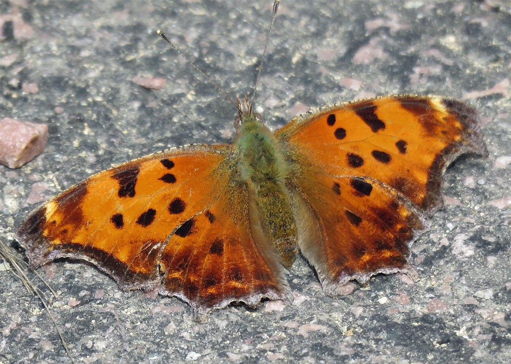 comma butterfly