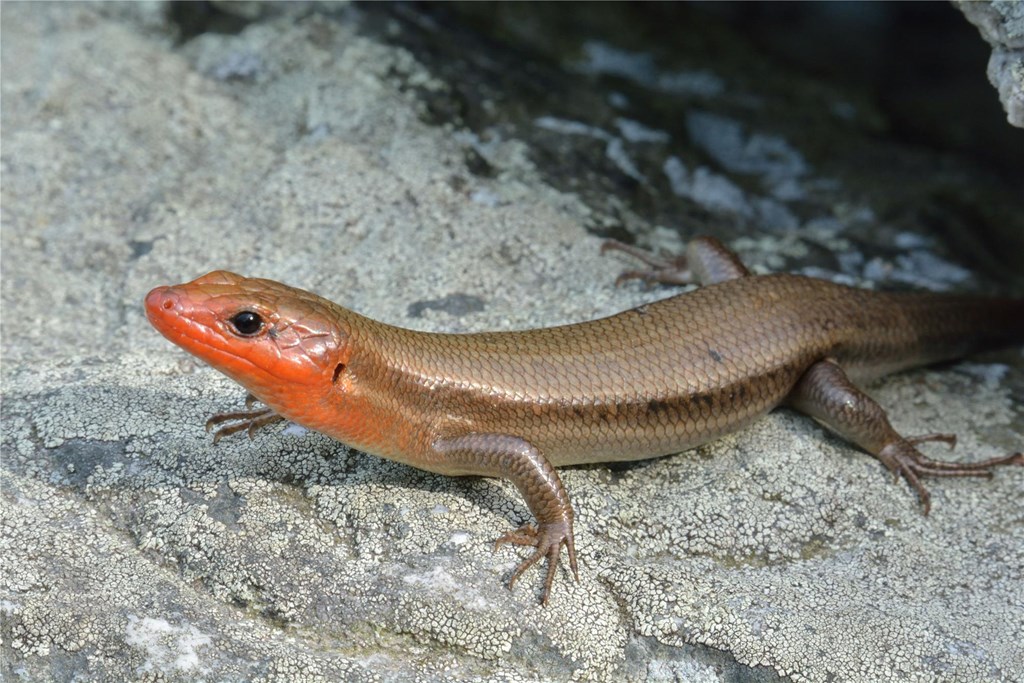 Adult Five-lined Skink basking on a rock