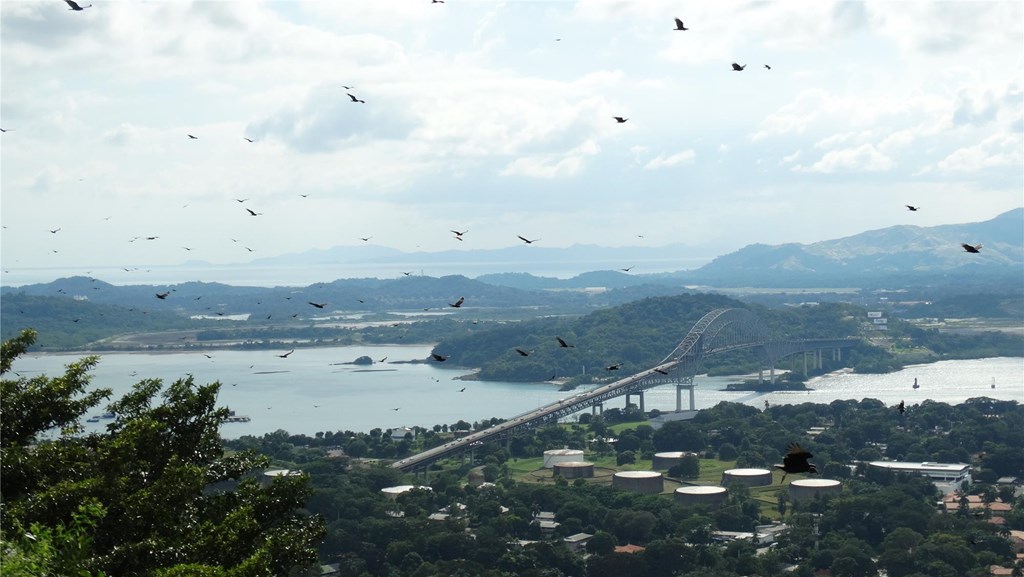 Flock of Raptors over Panama City