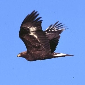 flying golden eagle