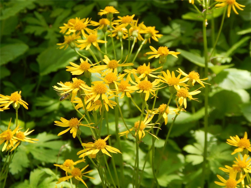 Golden Ragwort in Native Habitat Garden, photo by Gigi Romano