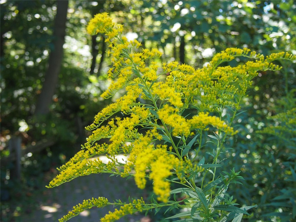 Goldenrod along trails