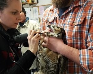 hawk checkup