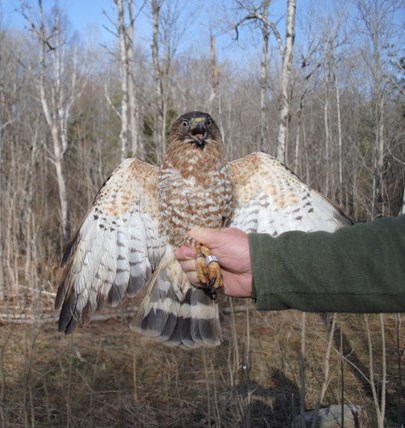female broad winged hawk