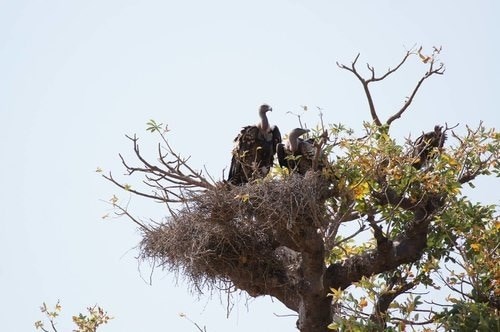 hooded vulture