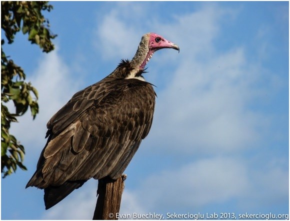 Hooded Vulture  The Peregrine Fund