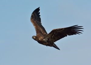 Immature bald eagle