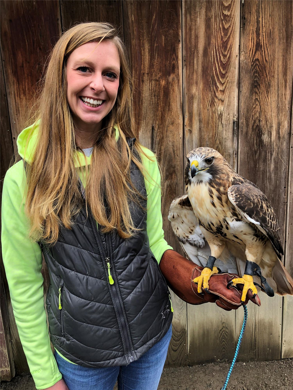 Red-tailed Hawk  The Peregrine Fund