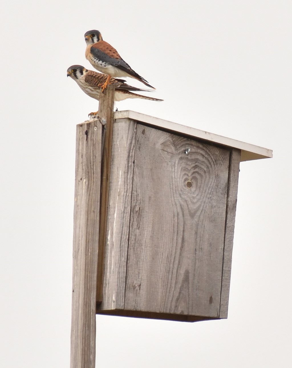 American Kestrel Pair perched on a Nestbox