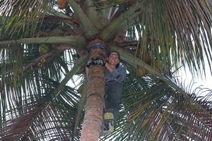 kirsten climbing tree