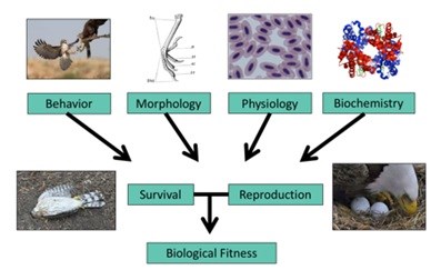 Life History Diagram