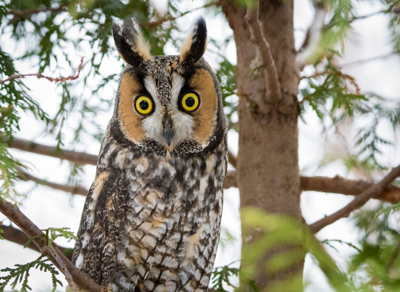 Long-eared Owl | Hawk Mountain Sanctuary: Learn Visit Join