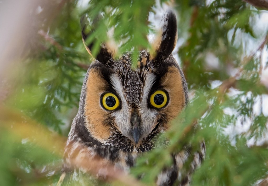 Great Horned Owl Ears