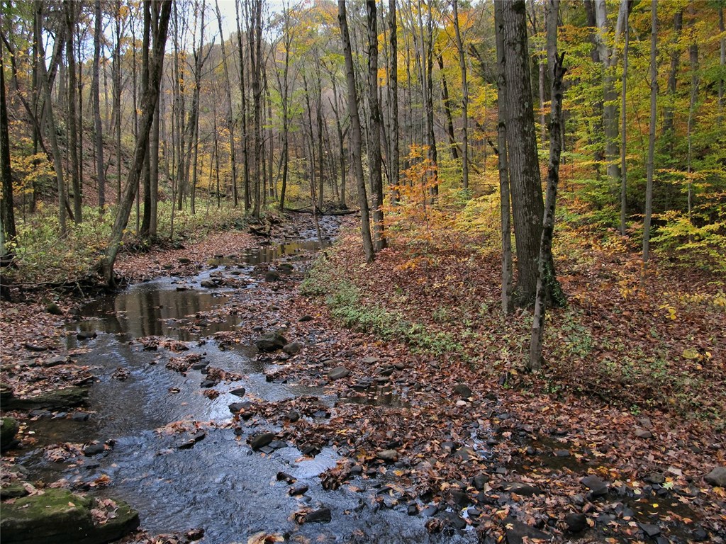 Pennsylvania forest stream