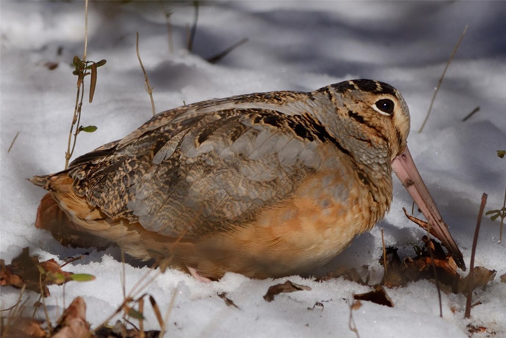 American Woodcock in the Snow