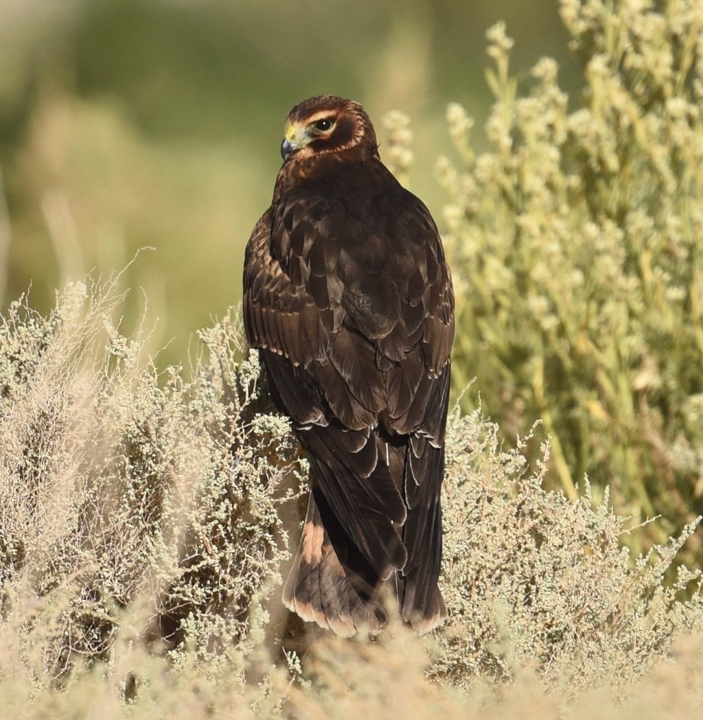 how big is a harrier hawk