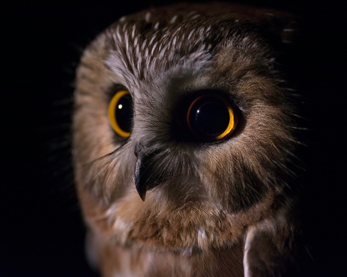 Northern Saw-whet Owl | Hawk Mountain Sanctuary: Learn Visit Join