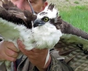 osprey