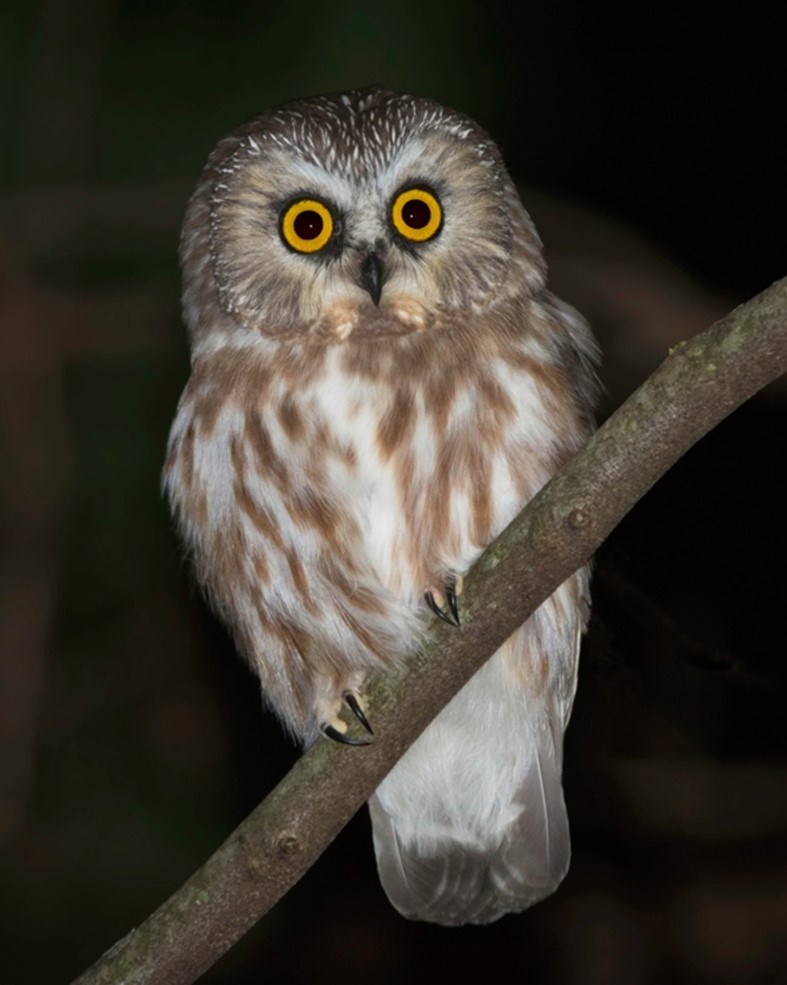 northern saw whet owl habitat