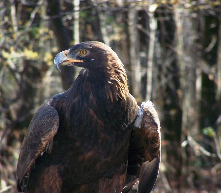 Golden Eagle Hawk Mountain Sanctuary Learn Visit Join