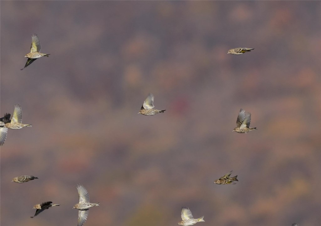 Flock of Pine Siskins by Bill Moses