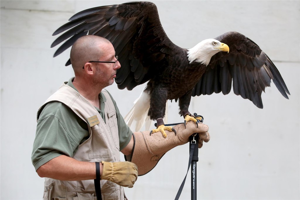 Bald Eagle with Presenter on Eagle Day