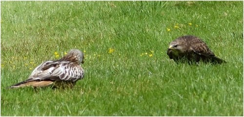 red kite versus buzzard