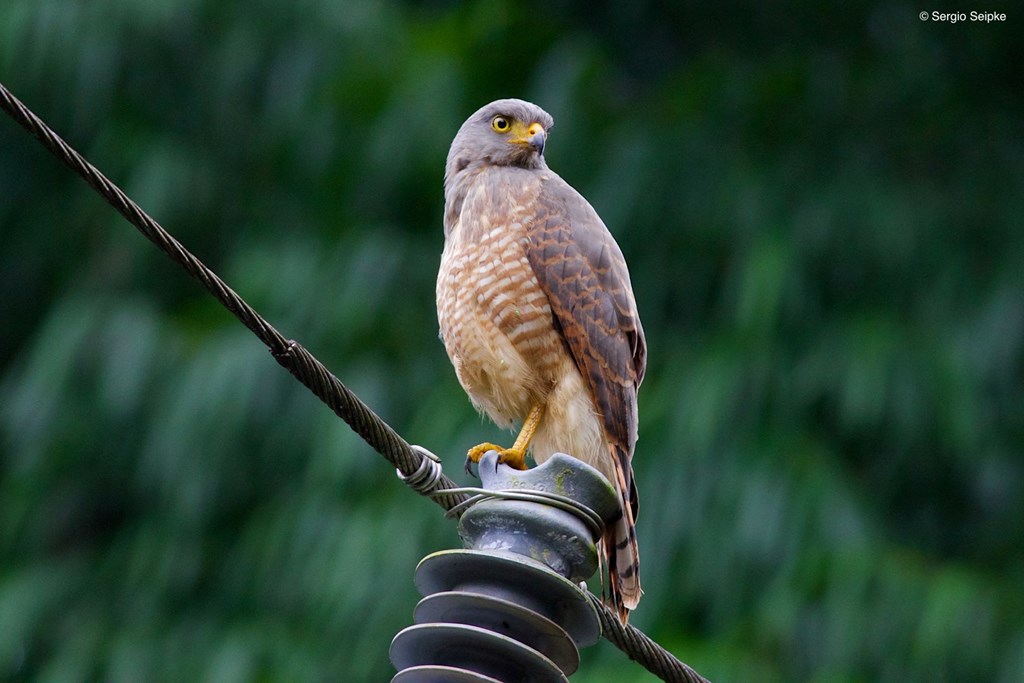 Roadside Hawk in Panama, Photo by Sergio Seipke