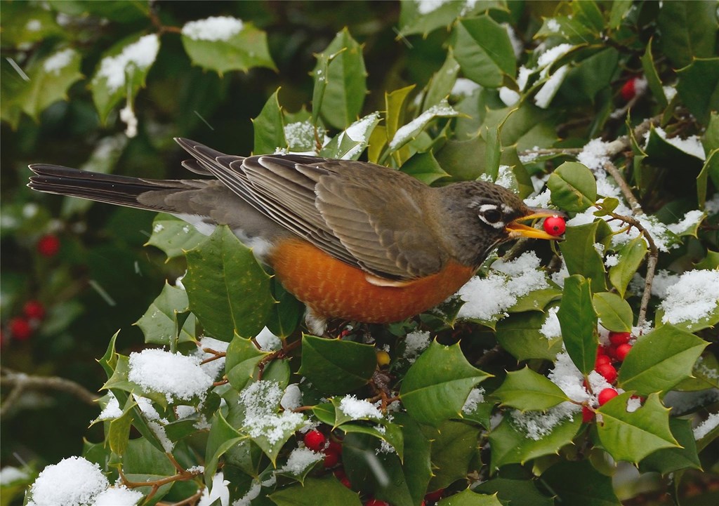 American Robin eating Winterberry