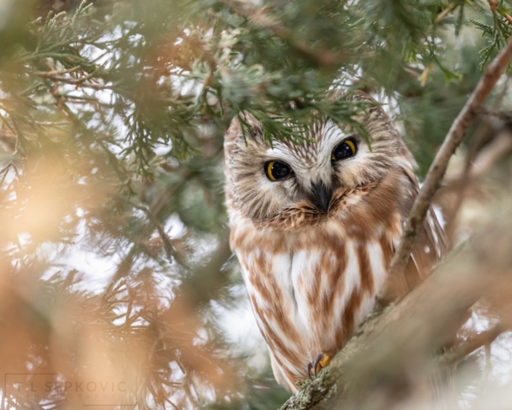 Northern Saw-Whet Owl Perched in a Tree