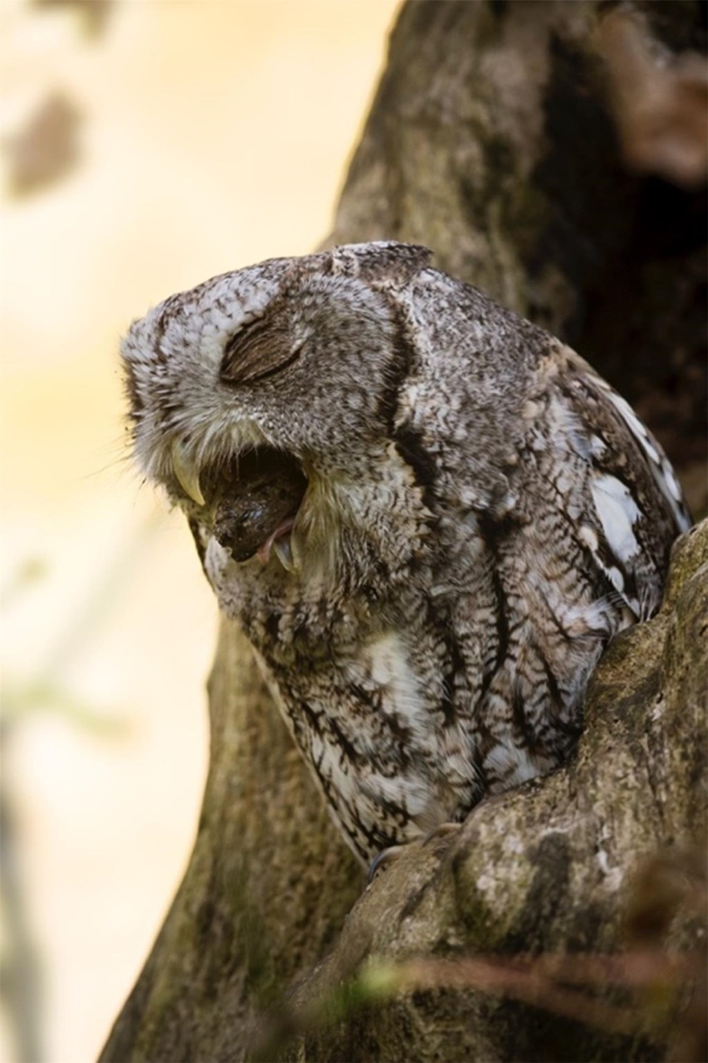 Screech Owl Coughing Up a Pellet