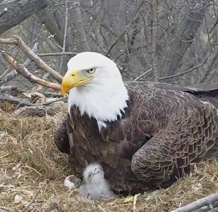 bald eagle nesting cam