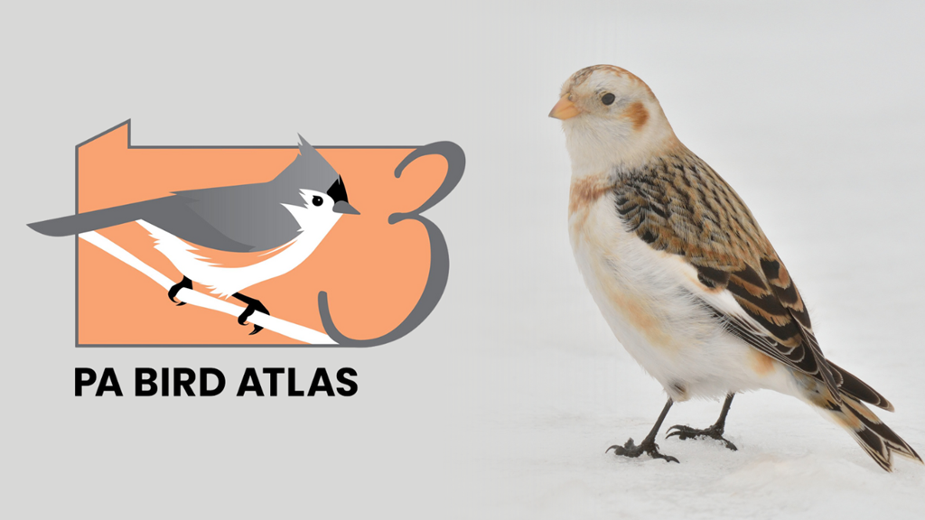 PA Bird Atlas: Winter is Coming graphic