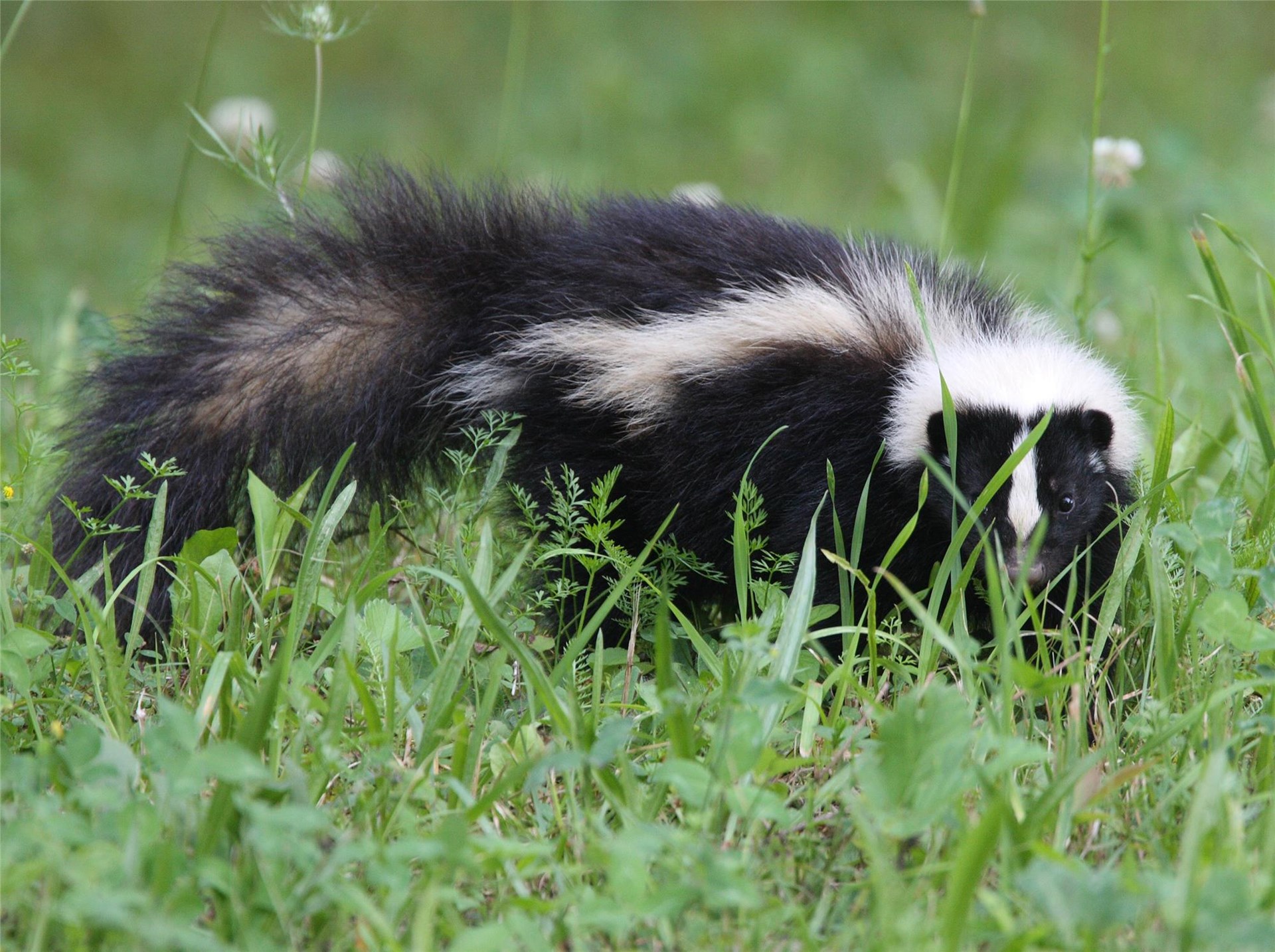 Wee Ones Walk: Silly Skunks