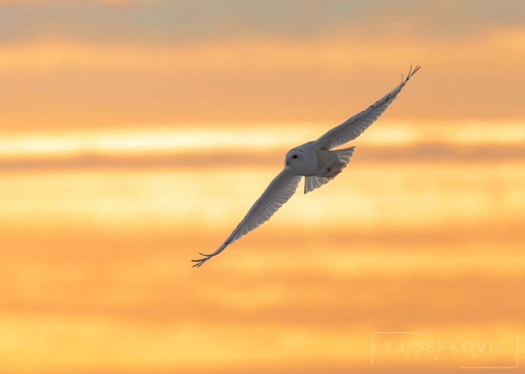 Snowy Owl in Flight