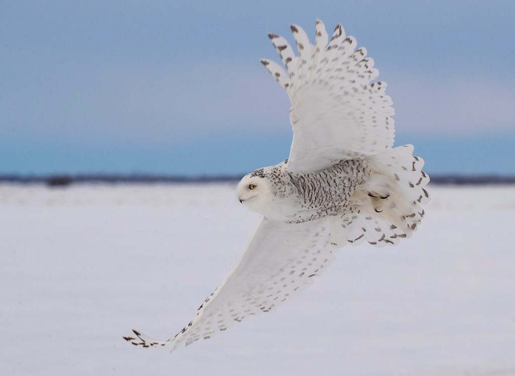 Snowy owl in flight