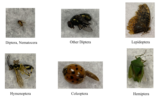 Insect Species Collected by the Malaise Trap