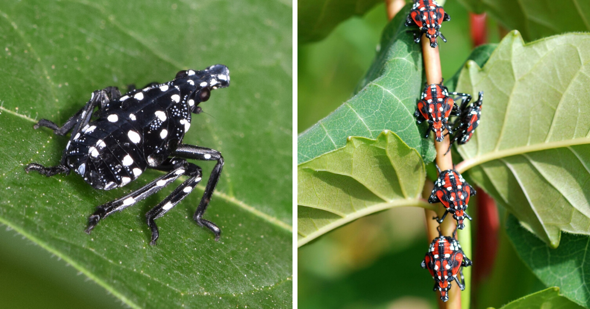 What Do Baby Lantern Flies Look Like