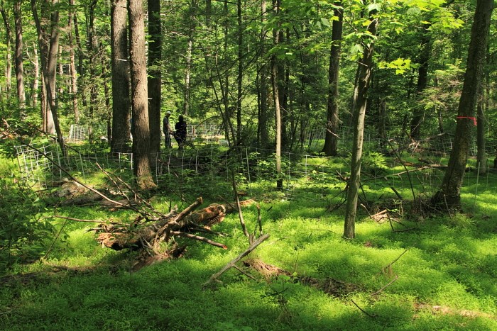 Stiltgrass on the Sanctuary, photo by Laura Weishaupt