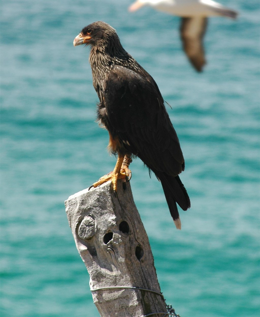 Striated Caracaras Hawk Mountain Sanctuary Learn Visit Join