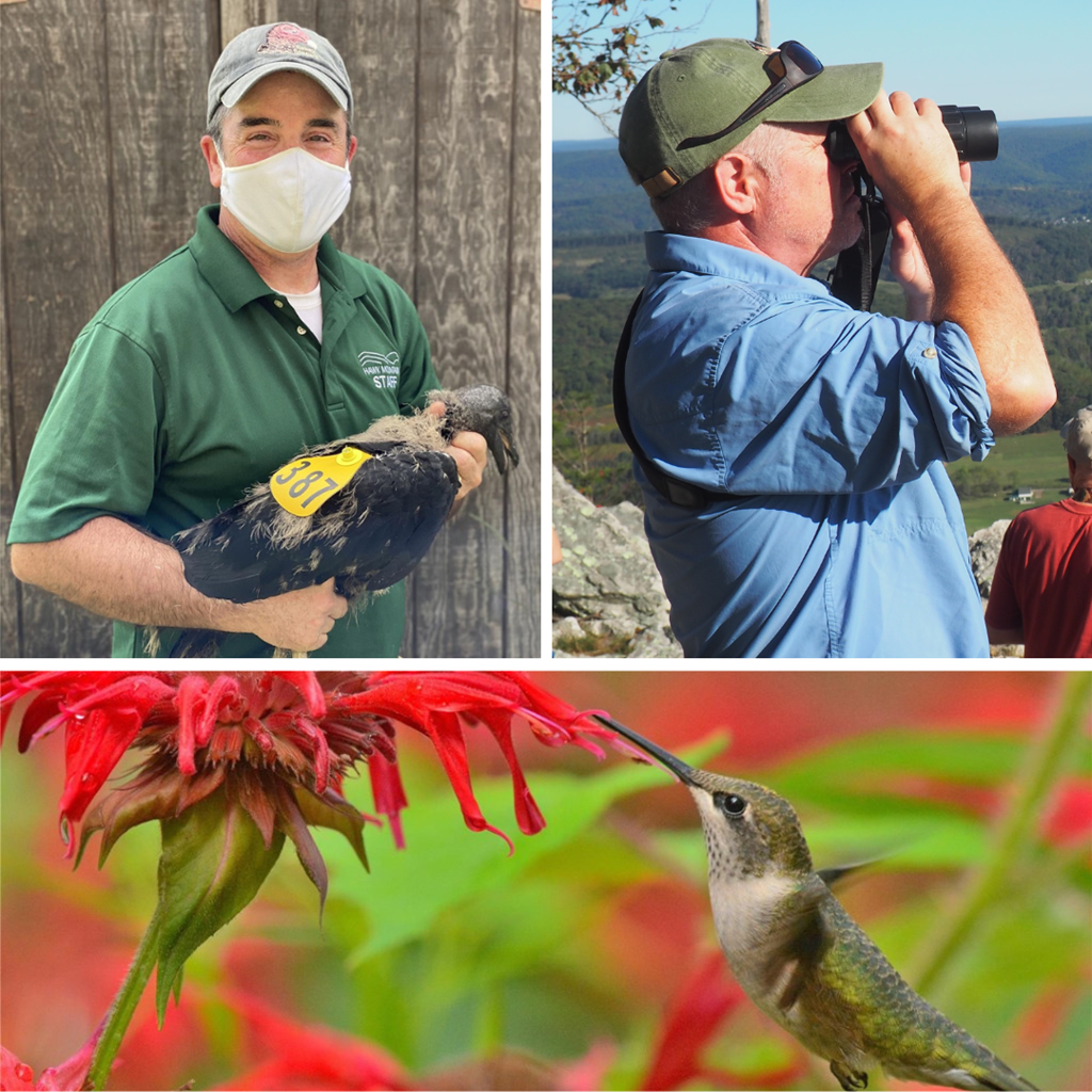 David Barber with a Tagged Black Vulture, Sean Grace Hawkwatching at the Lookout, and a Ruby-throated Hummingbird