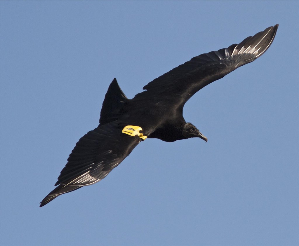 Turkey Vultures  Hawk Mountain Sanctuary: Learn Visit Join