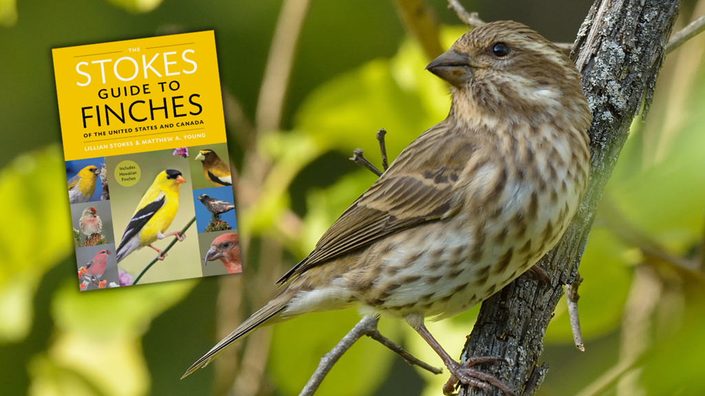 female purple finch and the cover of Stokes Guide to Finches